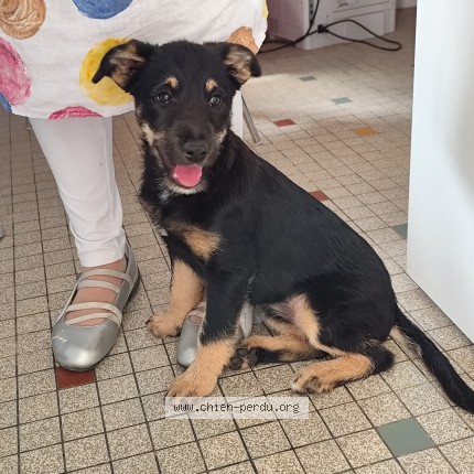 Photo de chien trouvé à Montauban