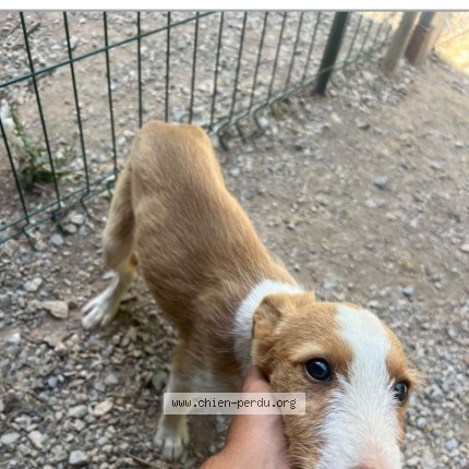Photo de chien perdu à Canet