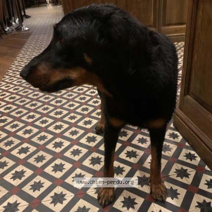Photo de chien trouvé à Maussane