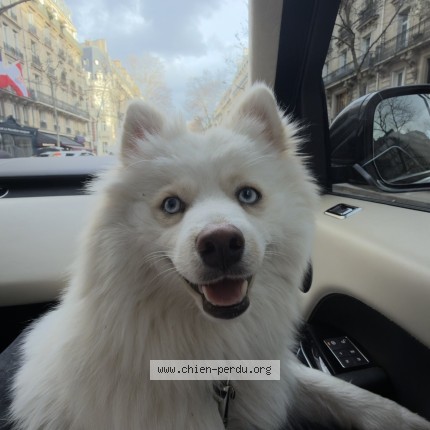 Photo 1/1 POLP Chien perdu à Asnieres Sur Seine