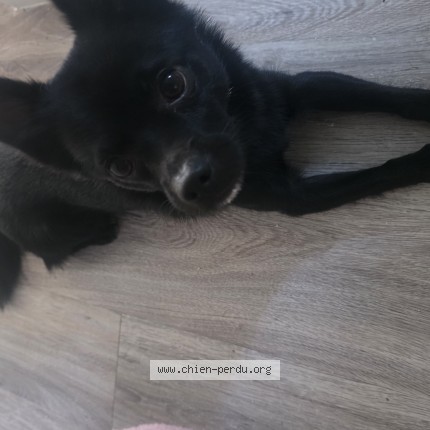 Photo de chien trouvé à Sannois