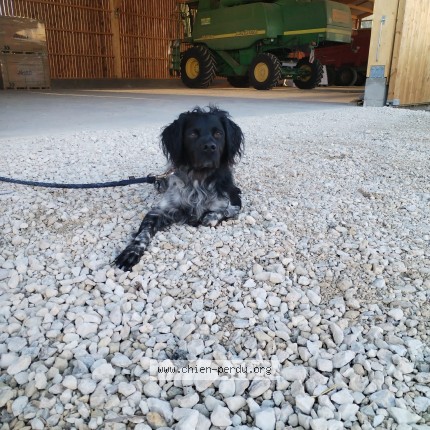 Photo 1/1 Chien trouvé Trouvé à Roinville