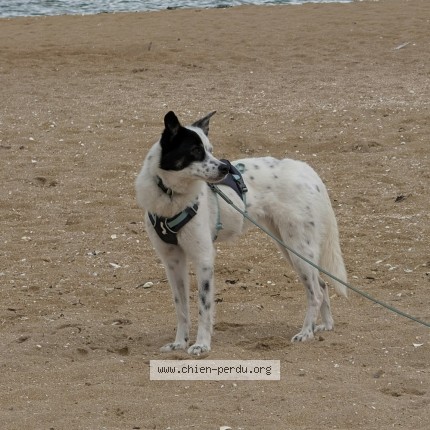 Photo 1/1 Estrea - Essie Chien perdu à Merville Franceville Plage
