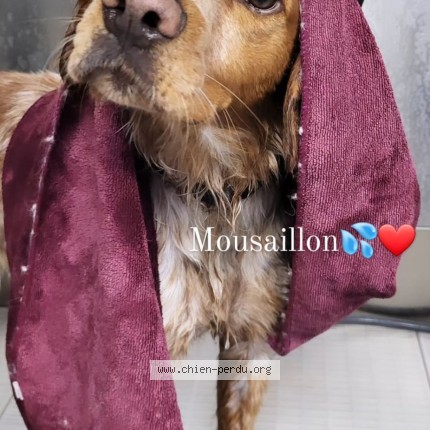 Photo 1/1 Mouss Chien perdu à Deoles