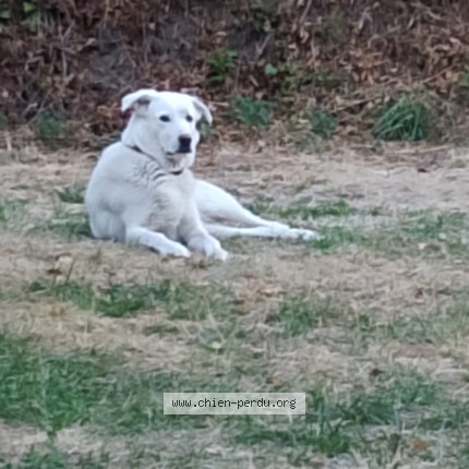 Photo 1/1 Nié Chien perdu à Uchon Charmoy