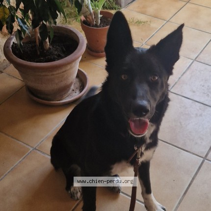 Photo 1/1 Chien trouvé Trouvé à Bonneuil