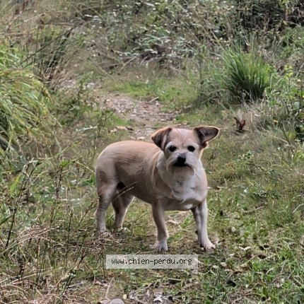 Photo de chien perdu à Cardeilhac