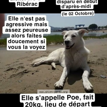 Photo 1/1 poe Chien perdu à Saint Pardoux De Drone