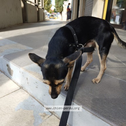 Photo de chien trouvé à Lambesc