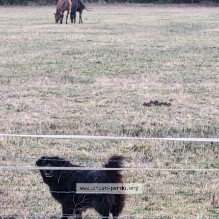 Photo de chien trouvé à Lanton