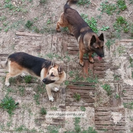 Photo de chien trouvé à Gignac La Nerthe