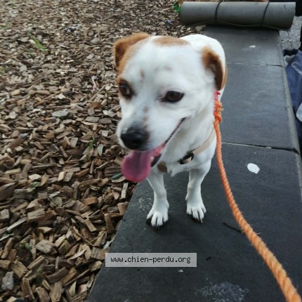 Photo de chien perdu à Nice