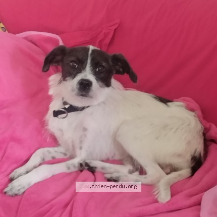 Photo de chien trouvé à Nantes