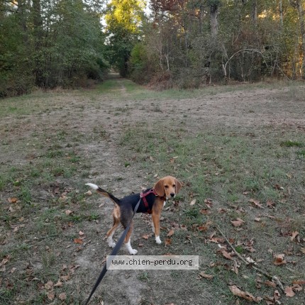 Photo 1/1 Bonnie Chien perdu à Fontainebleau