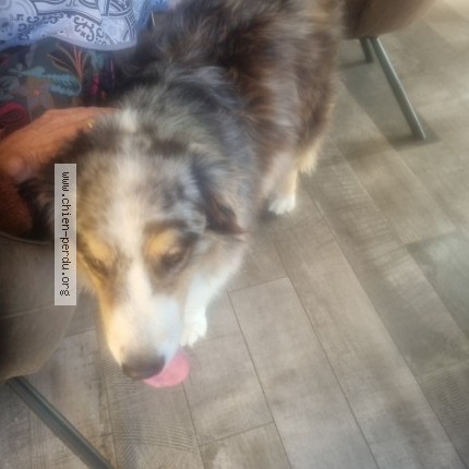 Photo de chien trouvé à Saint Michel Chef Chef