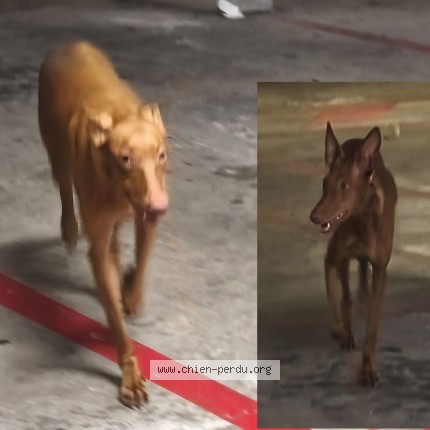 Photo 1/1 Chien trouvé Trouvé à Les Lilas