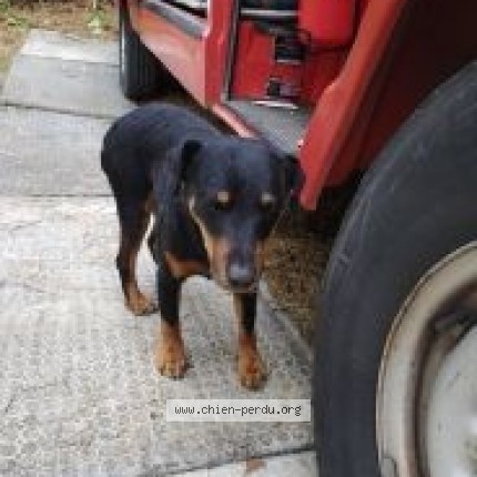 Photo 1/1 Chien retrouvé Perdu à Neuilly Sur Marne