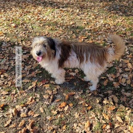 Photo 1/1 Chien retrouvé Trouvé à Saint Aubin De Medoc