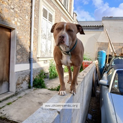 Photo 1/1 CAPUCHO Chien perdu à Neuilly Sur Marne