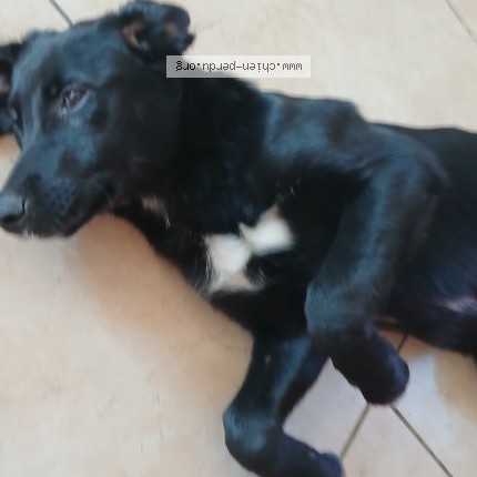 Photo de chien trouvé à Hagedet