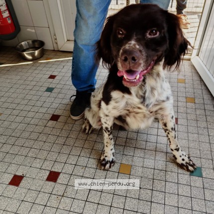 Photo de chien trouvé à Montauban