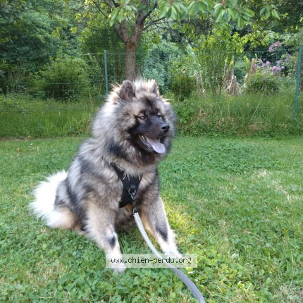 Photo 1/1 Chien retrouvé Perdu à Pavilly