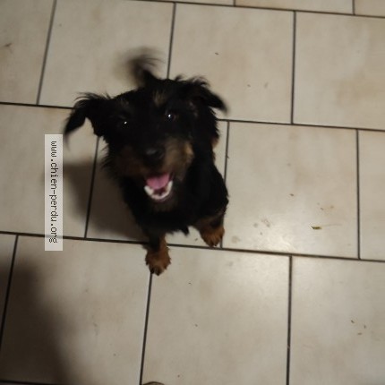 Photo 1/1 Chien trouvé Trouvé à Saint Barthelemy De Bellegarde