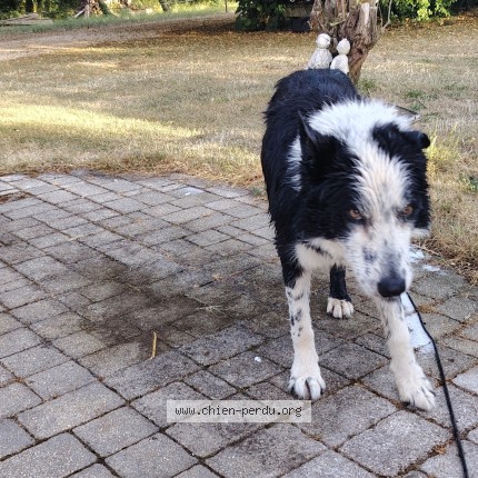 Photo 1/1 gros loup Chien perdu à Romagne