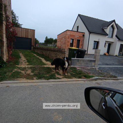 Photo 1/1 Chien trouvé Trouvé à Saint Sauflieu
