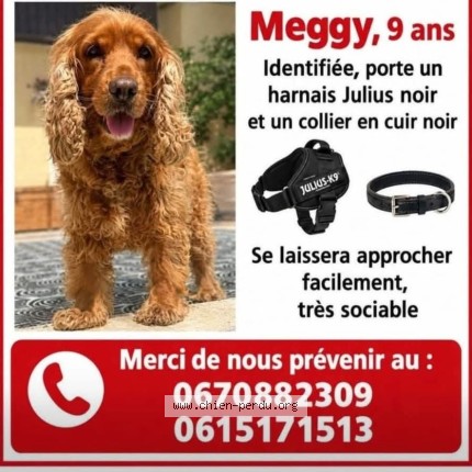 Photo 2/2 Meggy Chien perdu à Luneville