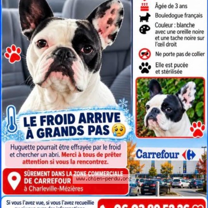 Photo 1/1 Huguette Chien perdu à La Francheville