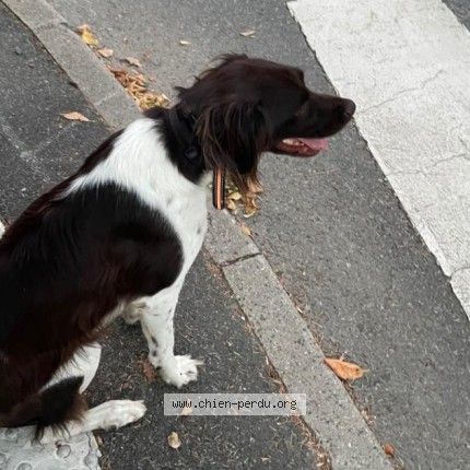 Photo 2/2 UNO Chien perdu à Ecully
