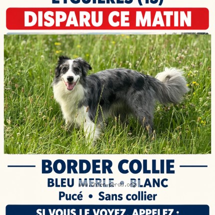 Photo 1/1 Falco Chien perdu à Eyguieres