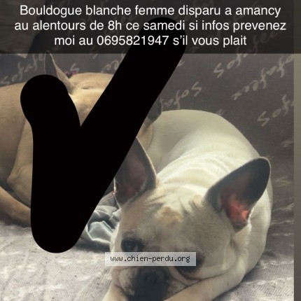 Photo 1/1 Island Chien perdu à Amancy