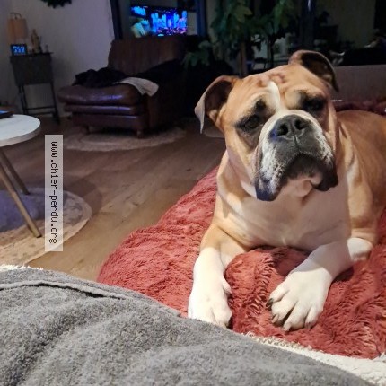 Photo 1/1 Chien retrouvé Perdu à Champ Du Feu