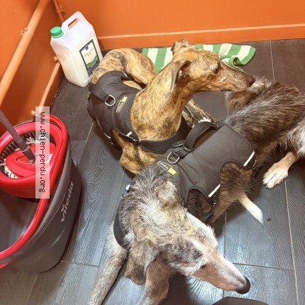 Photo 1/1 Chien retrouvé Perdu à Poisat