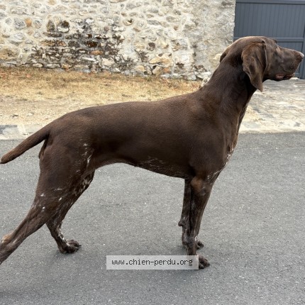 Photo 3/3 Laya Chien perdu à La Rochelle