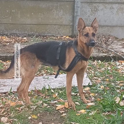 Photo 1/1 Thalia Chien perdu à Saint Pierre Des Corps