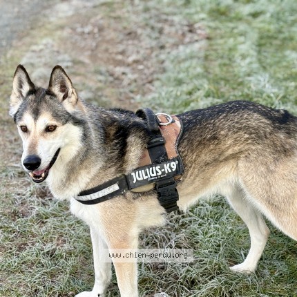 Photo 1/1 Chien retrouvé Perdu à Marcillac