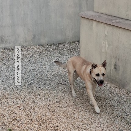 Photo 1/1 Chien trouvé Trouvé à Leognan