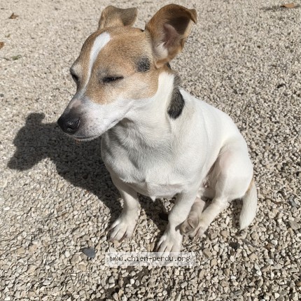 Photo 1/1 Chien retrouvé Trouvé à Jonquieres