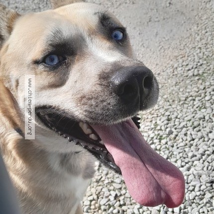 Photo 1/1 Chien retrouvé Trouvé à Leognan