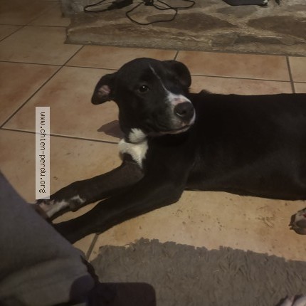 Photo 1/1 Chien retrouvé Trouvé à Gramat