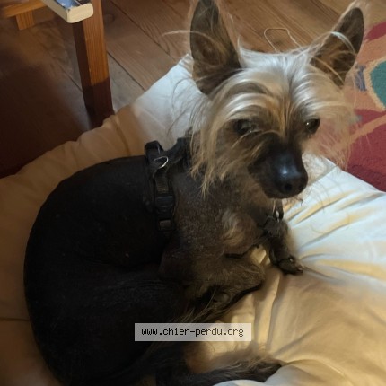 Photo 3/3 Chien trouvé Trouvé à Gaillac