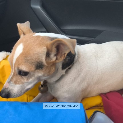 Photo 1/1 Chien retrouvé Perdu à Sarrians