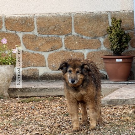 Photo 1/1 finette Chien perdu à Bray Saint Aignan