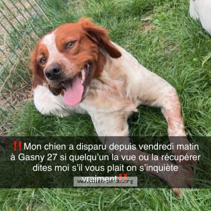Photo 1/1 valco Chien perdu à Gasny