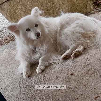 Photo 1/1 Loulou Chien perdu à Locmalo