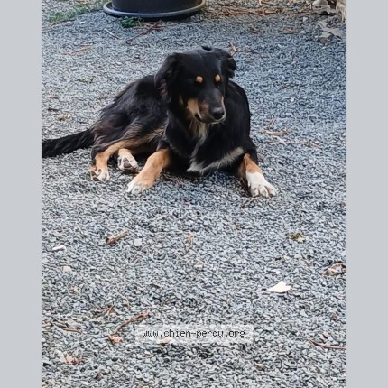 Photo 1/1 Chien retrouvé Perdu à Saint Just La Pendue