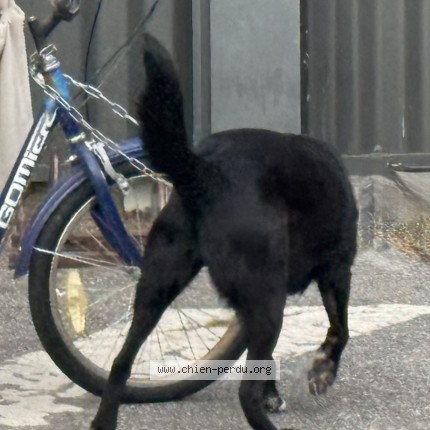 Photo 1/1 taro Chien perdu à Carbonne
